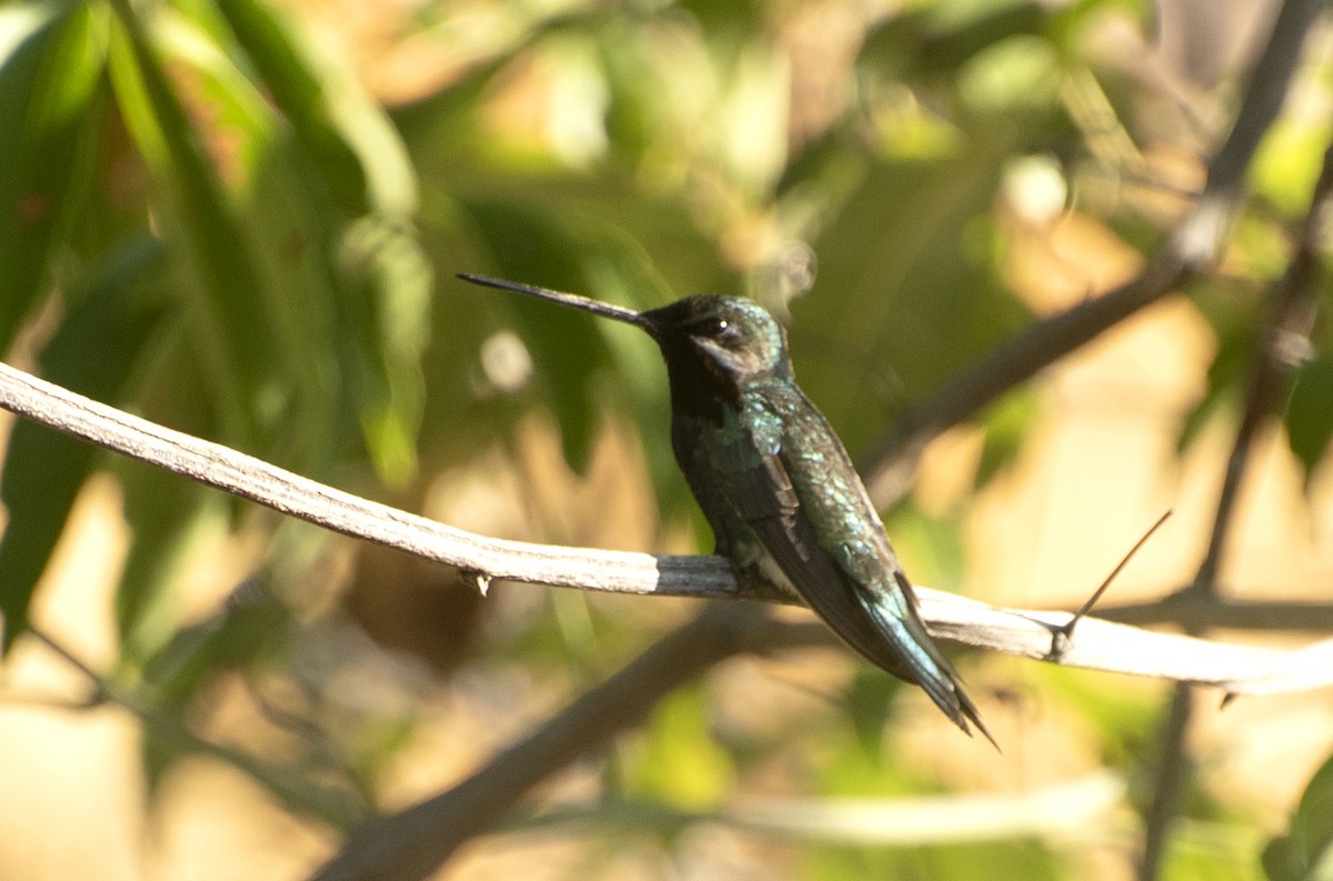 kolibřík fialovolímcový - ML584752181