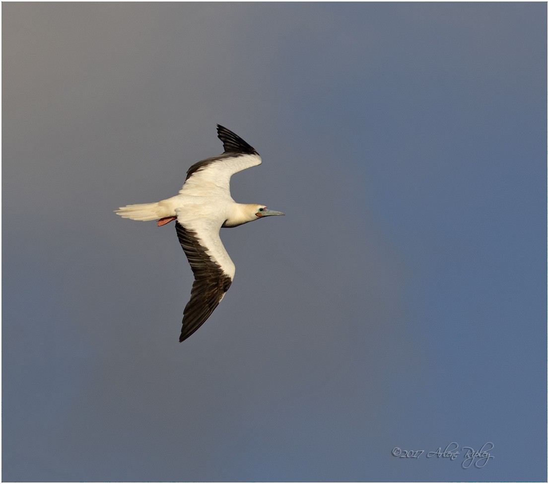 Red-footed Booby - ML58475251