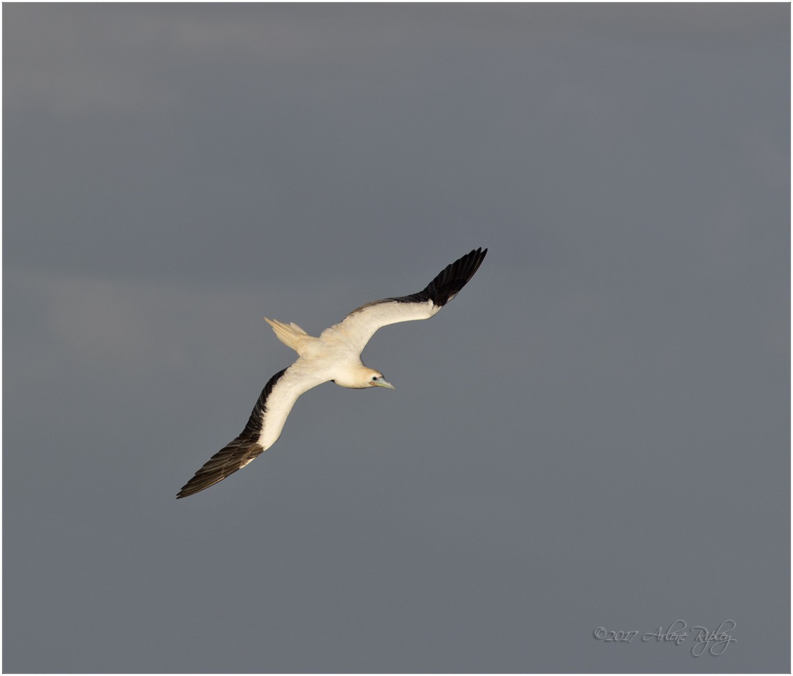 Red-footed Booby - ML58475261