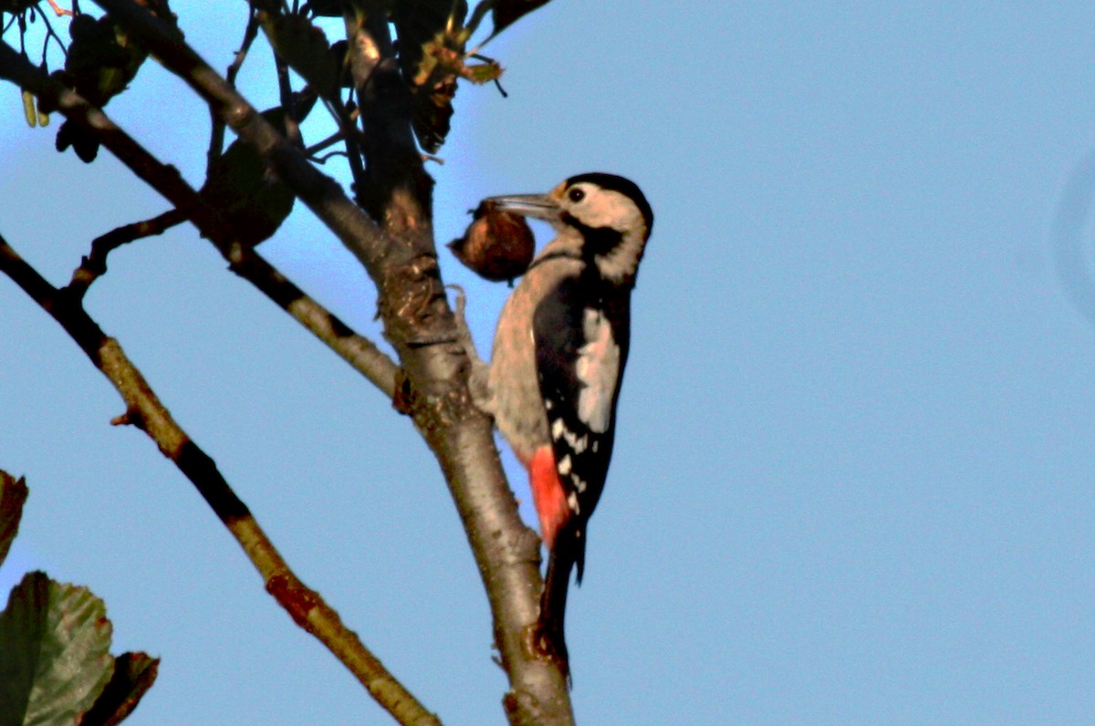 Syrian Woodpecker - ML584753491
