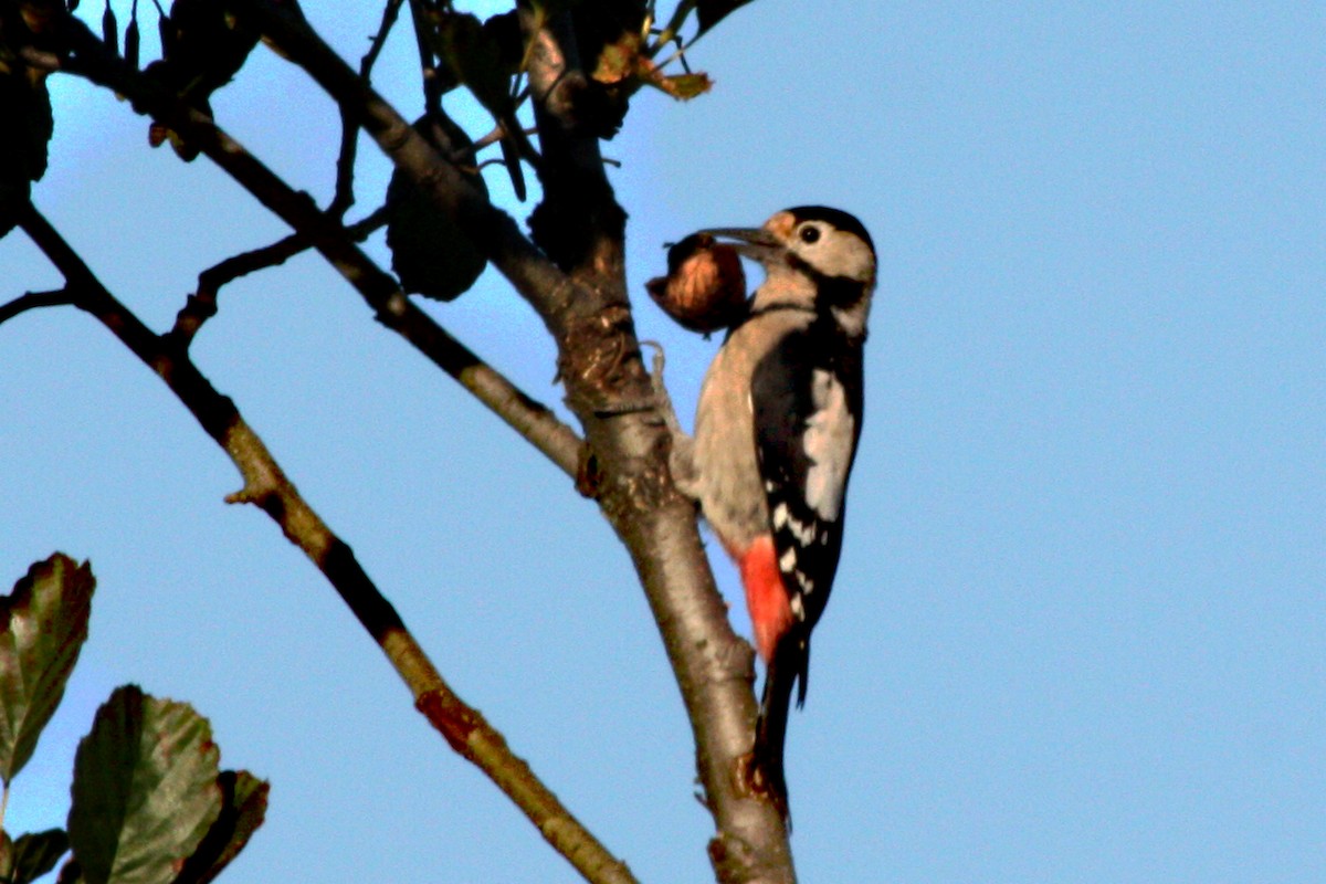 Syrian Woodpecker - ML584754151