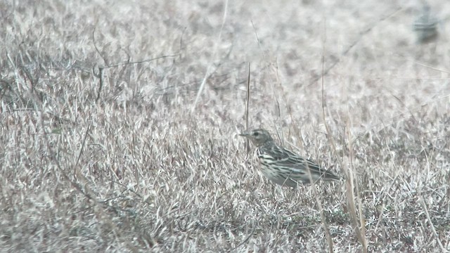 Red-throated Pipit - ML584754531