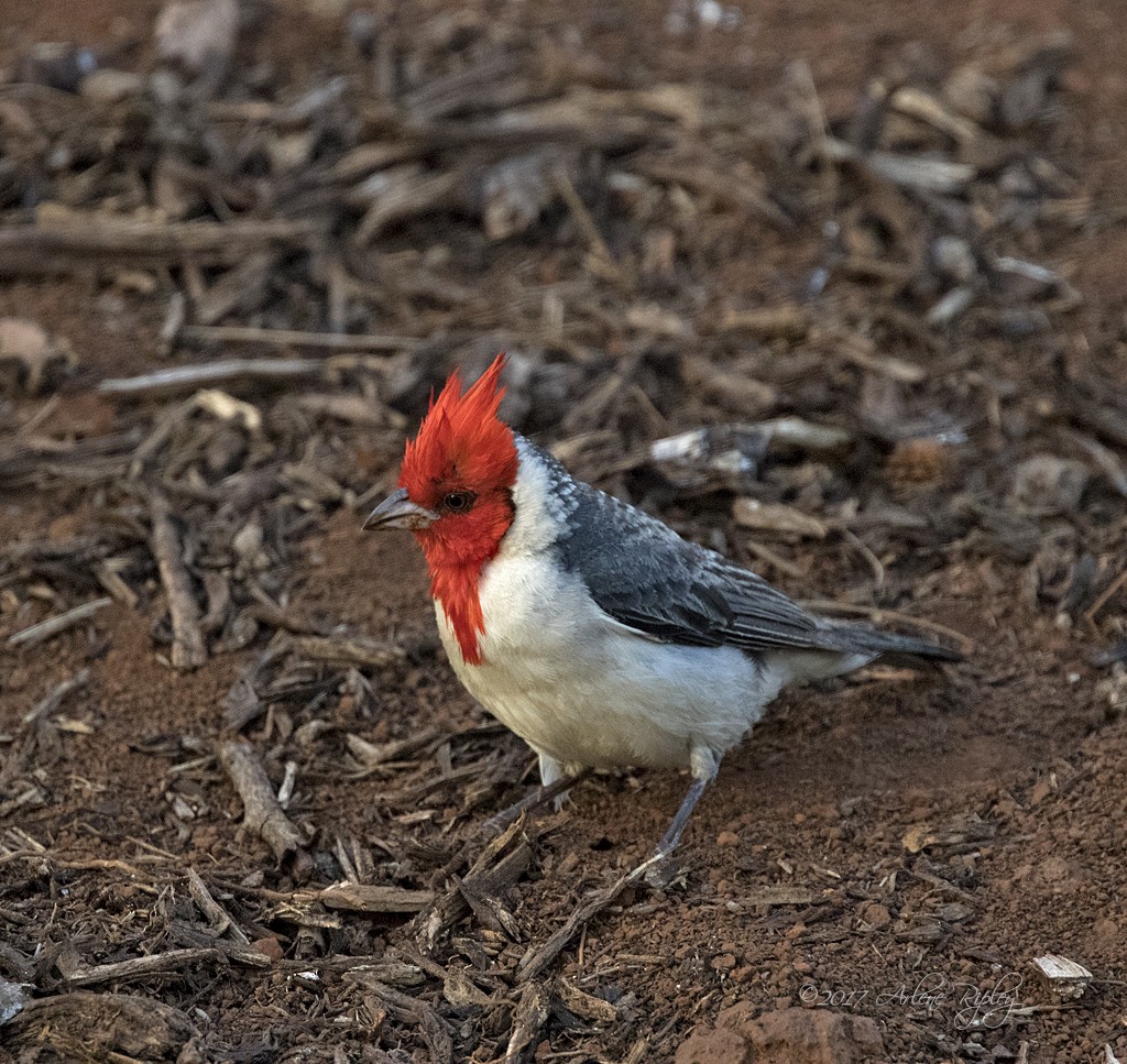 Red-crested Cardinal - ML58475461