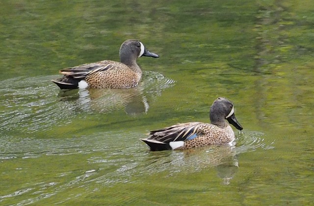 Blue-winged Teal - John Anderson