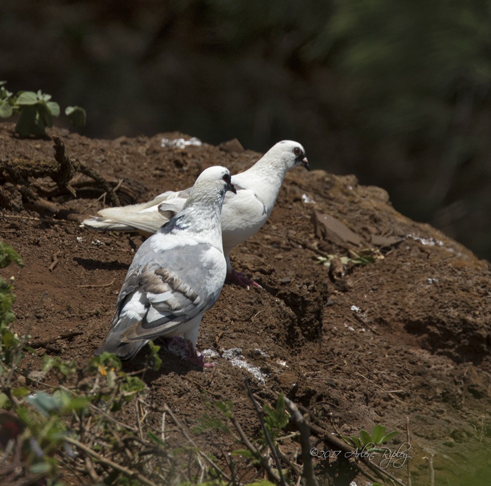 Rock Pigeon (Feral Pigeon) - ML58476311
