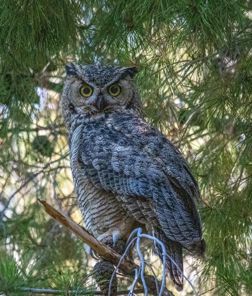 Great Horned Owl - ML584773011