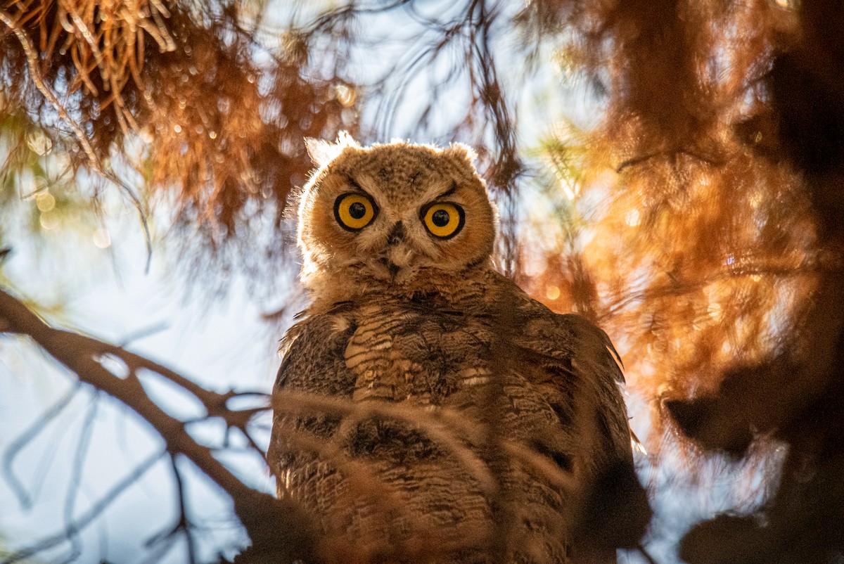 Great Horned Owl - ML584773021