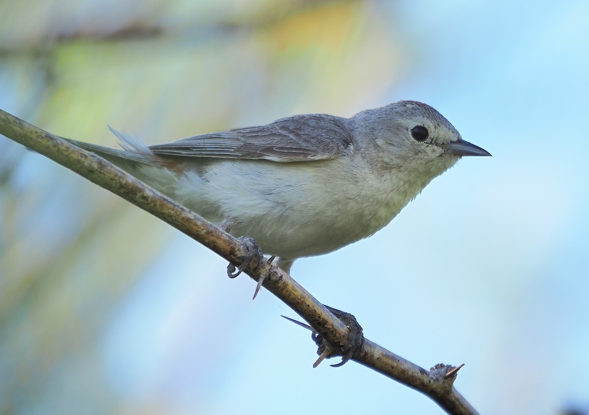 Lucy's Warbler - ML584778691