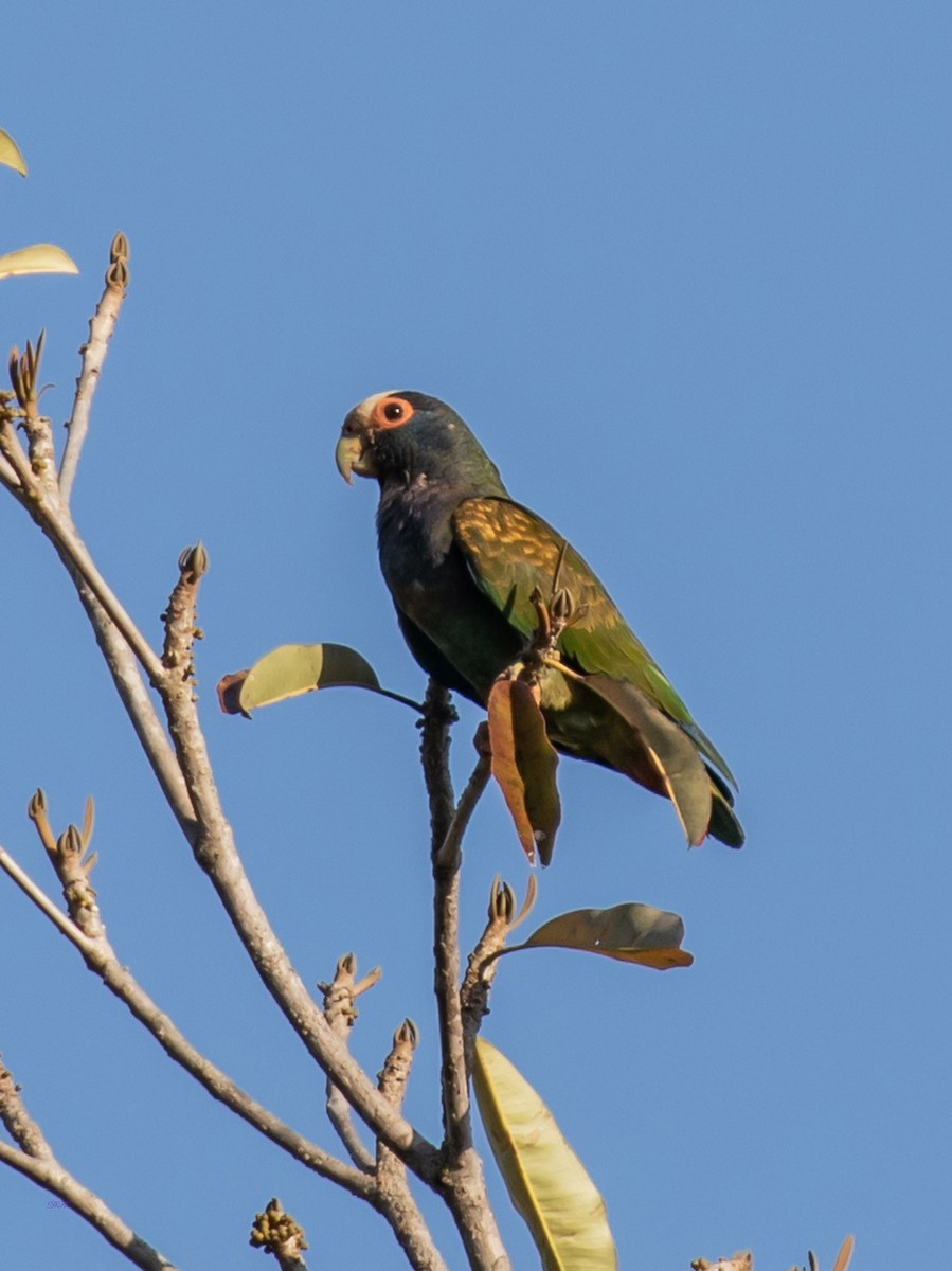 White-crowned Parrot - ML584779931