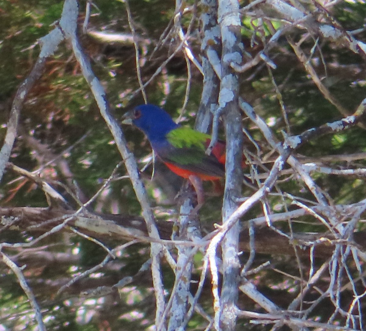 Painted Bunting - ML584783331