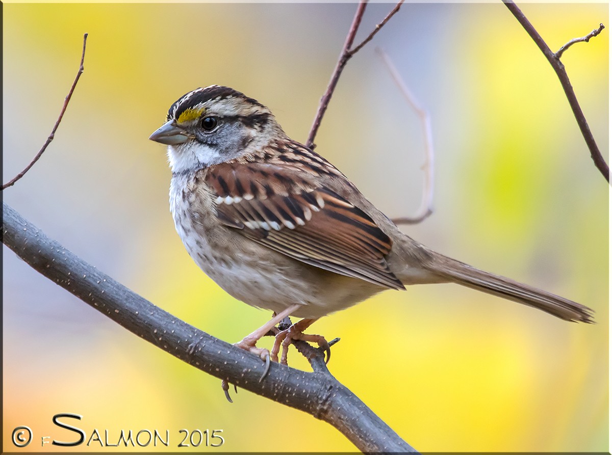 White-throated Sparrow - Frank Salmon