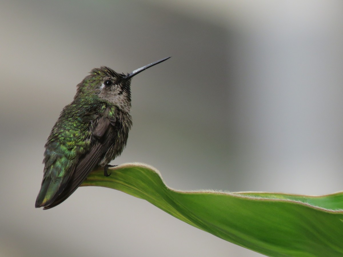 Anna's Hummingbird - ML584790971