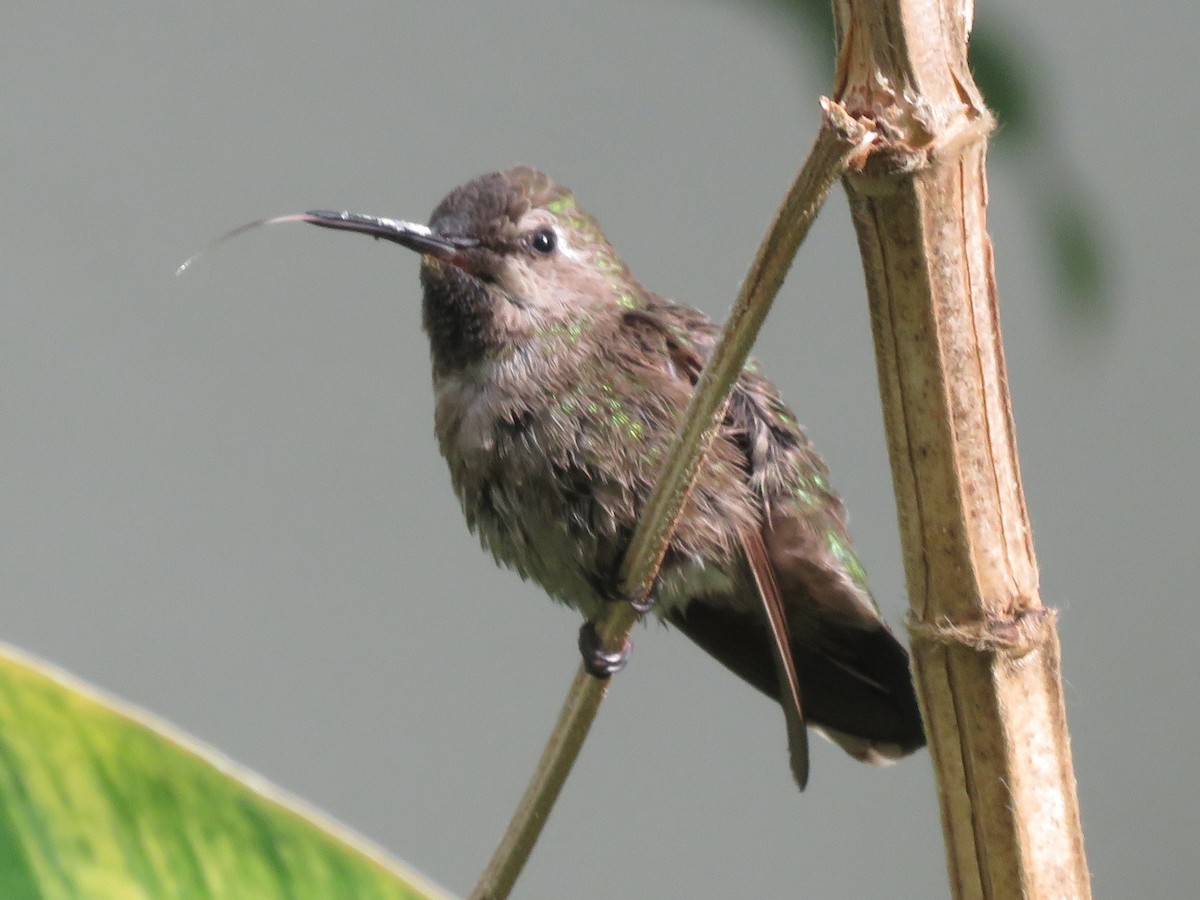 Anna's Hummingbird - ML584790991