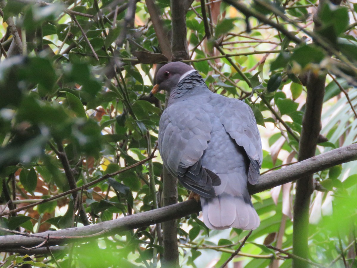Band-tailed Pigeon - ML584791101