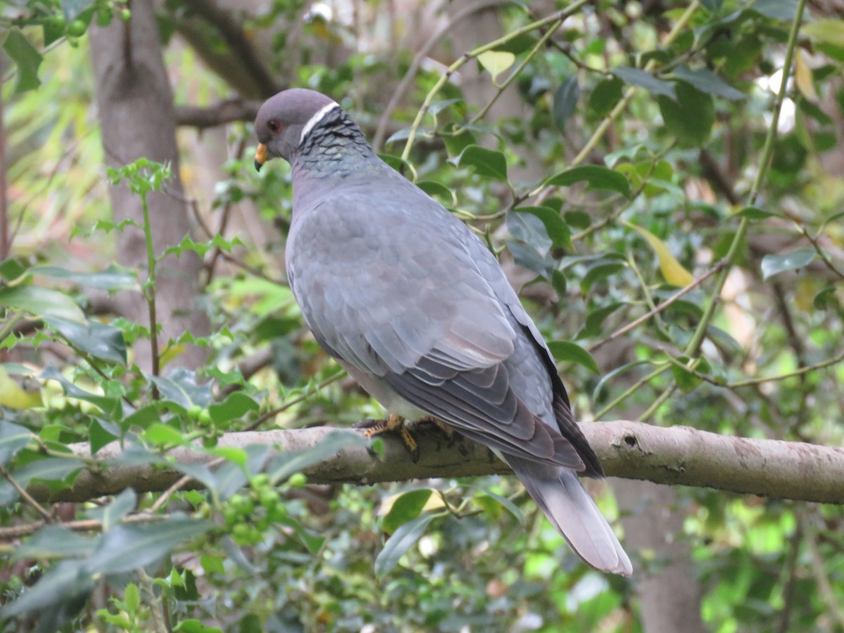 Band-tailed Pigeon - ML584791111