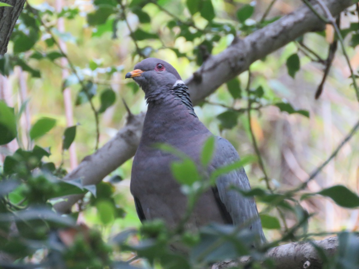 Band-tailed Pigeon - ML584791121