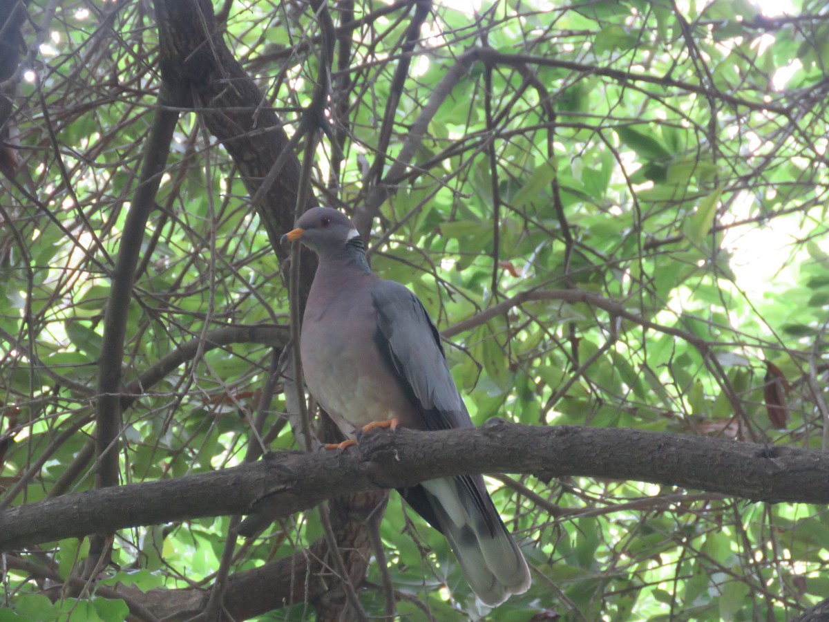 Band-tailed Pigeon - ML584791431