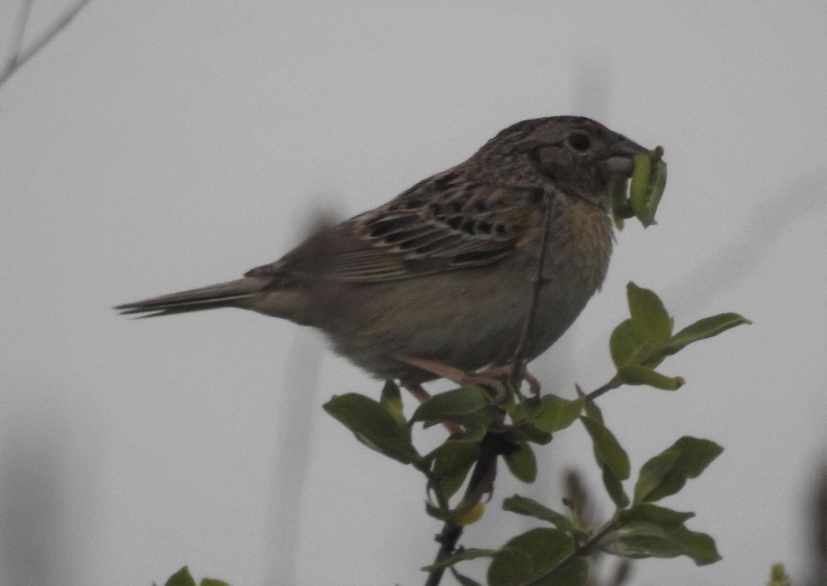 Grasshopper Sparrow - ML584792651
