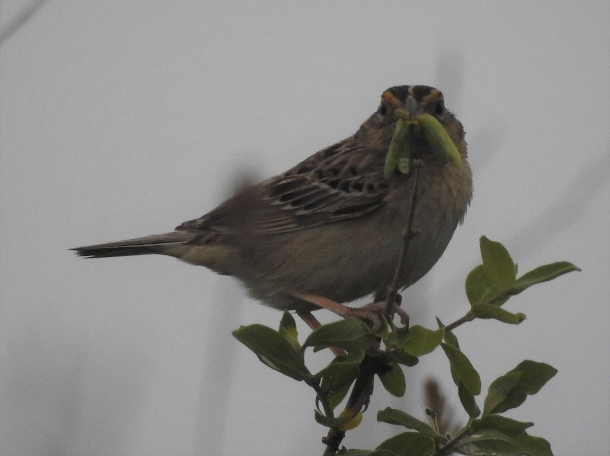 Grasshopper Sparrow - ML584792661