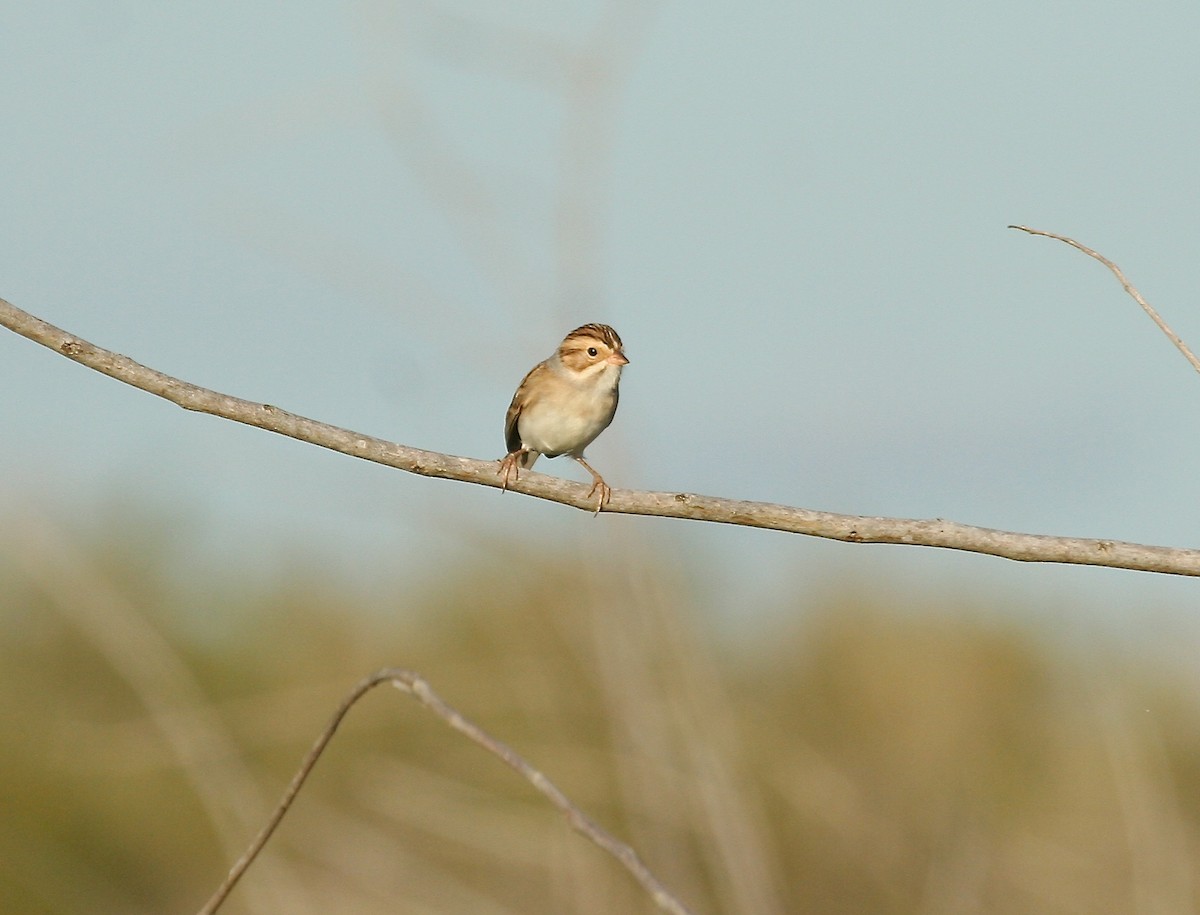 Clay-colored Sparrow - Gil Ewing