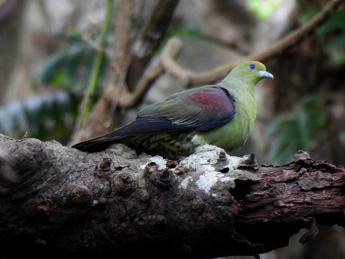 Whistling Green-Pigeon - ML584799261