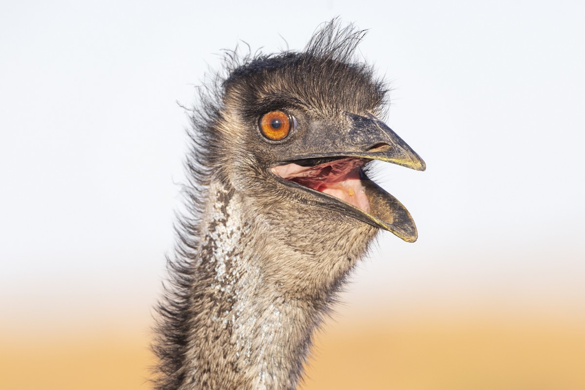 Emu - Jeremy Edwards