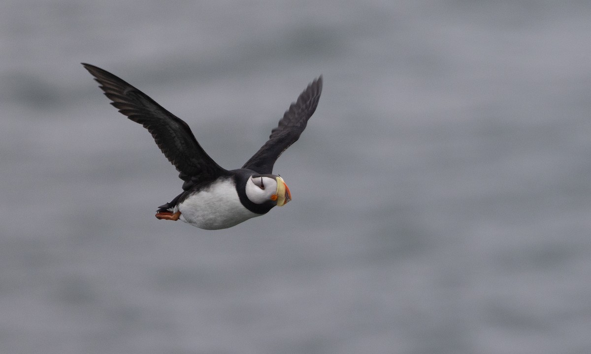 Horned Puffin - ML584806731