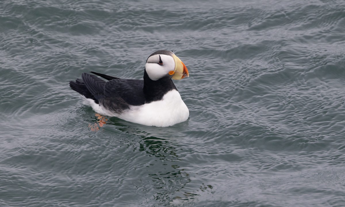 Horned Puffin - ML584806741