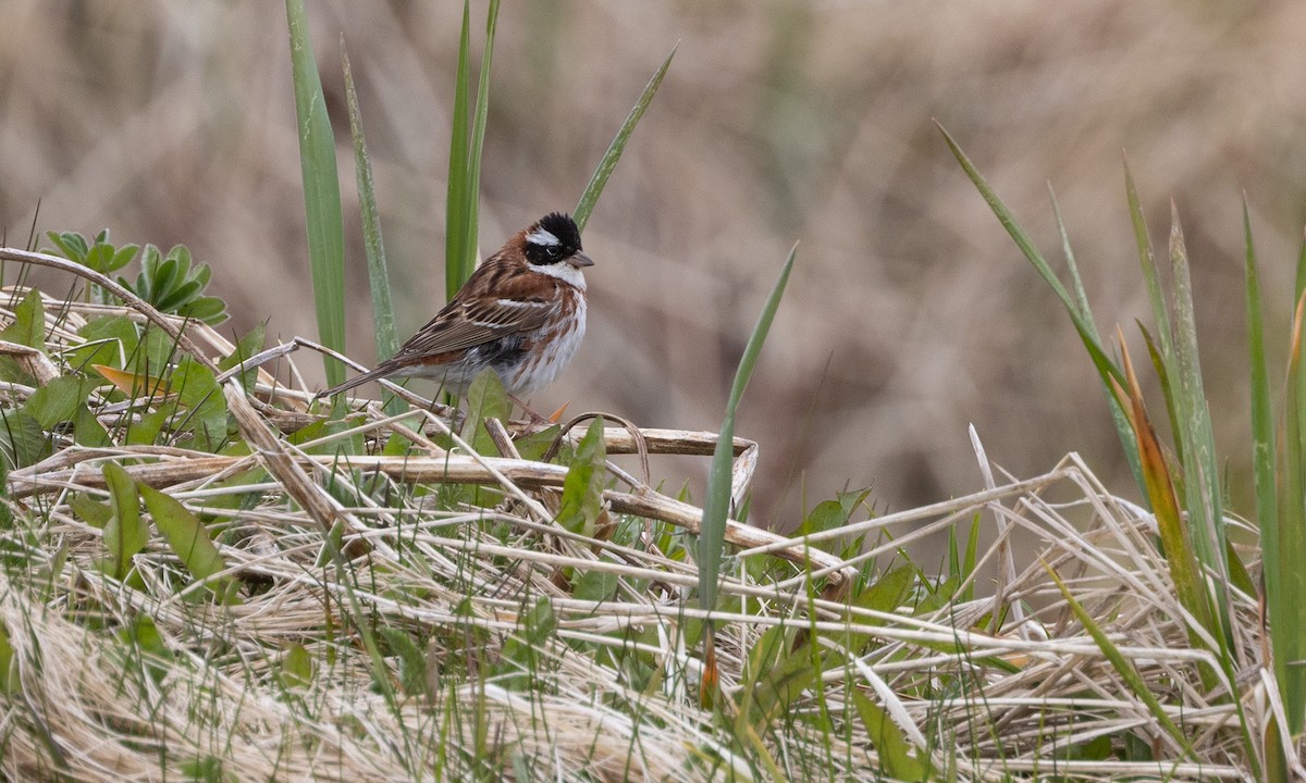 Rustic Bunting - ML584808561