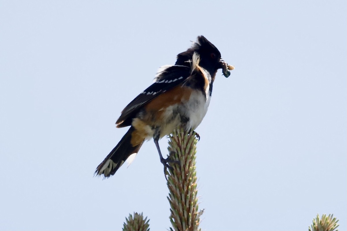 Spotted Towhee - ML584811141