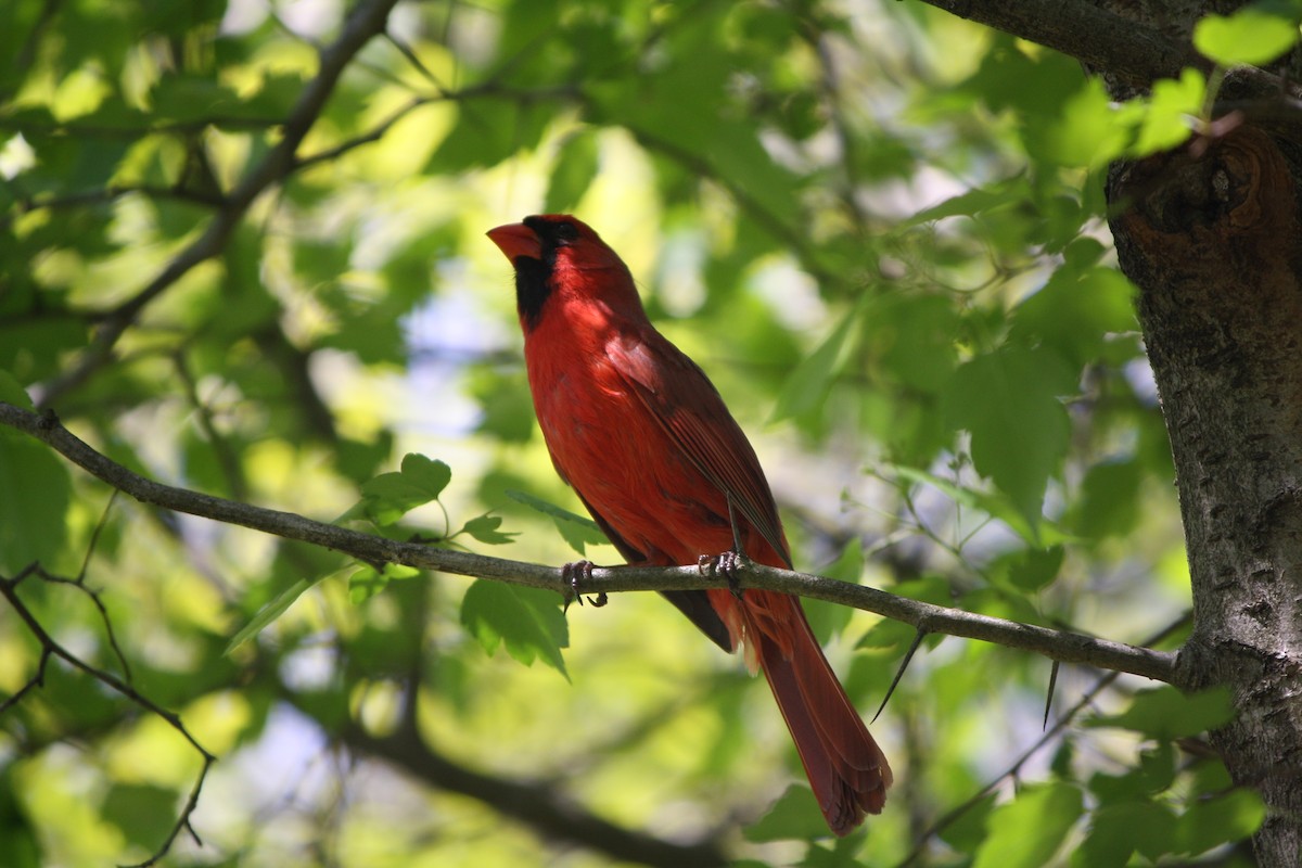 Cardinal rouge - ML584814621