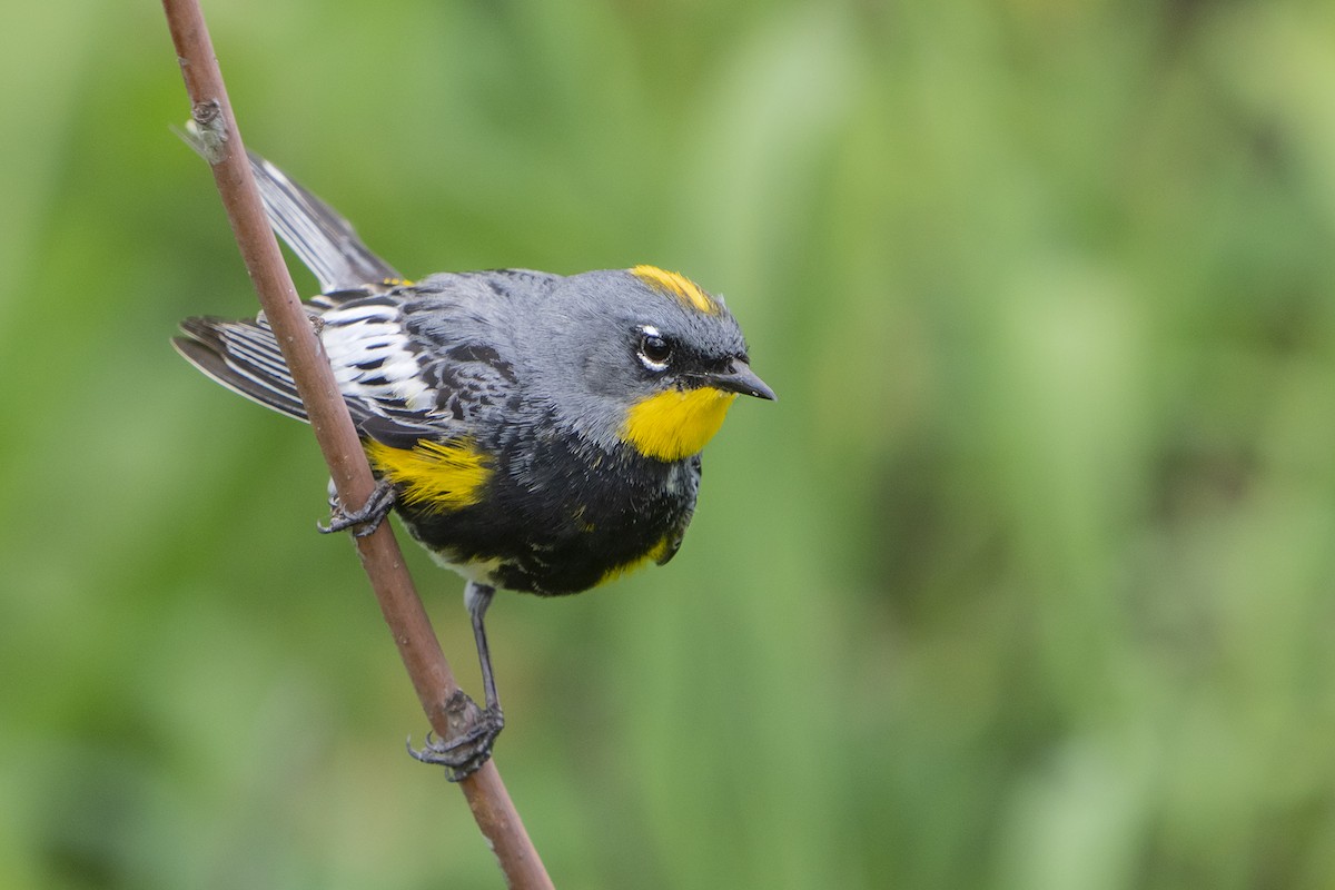 Yellow-rumped Warbler (Audubon's) - ML584815691