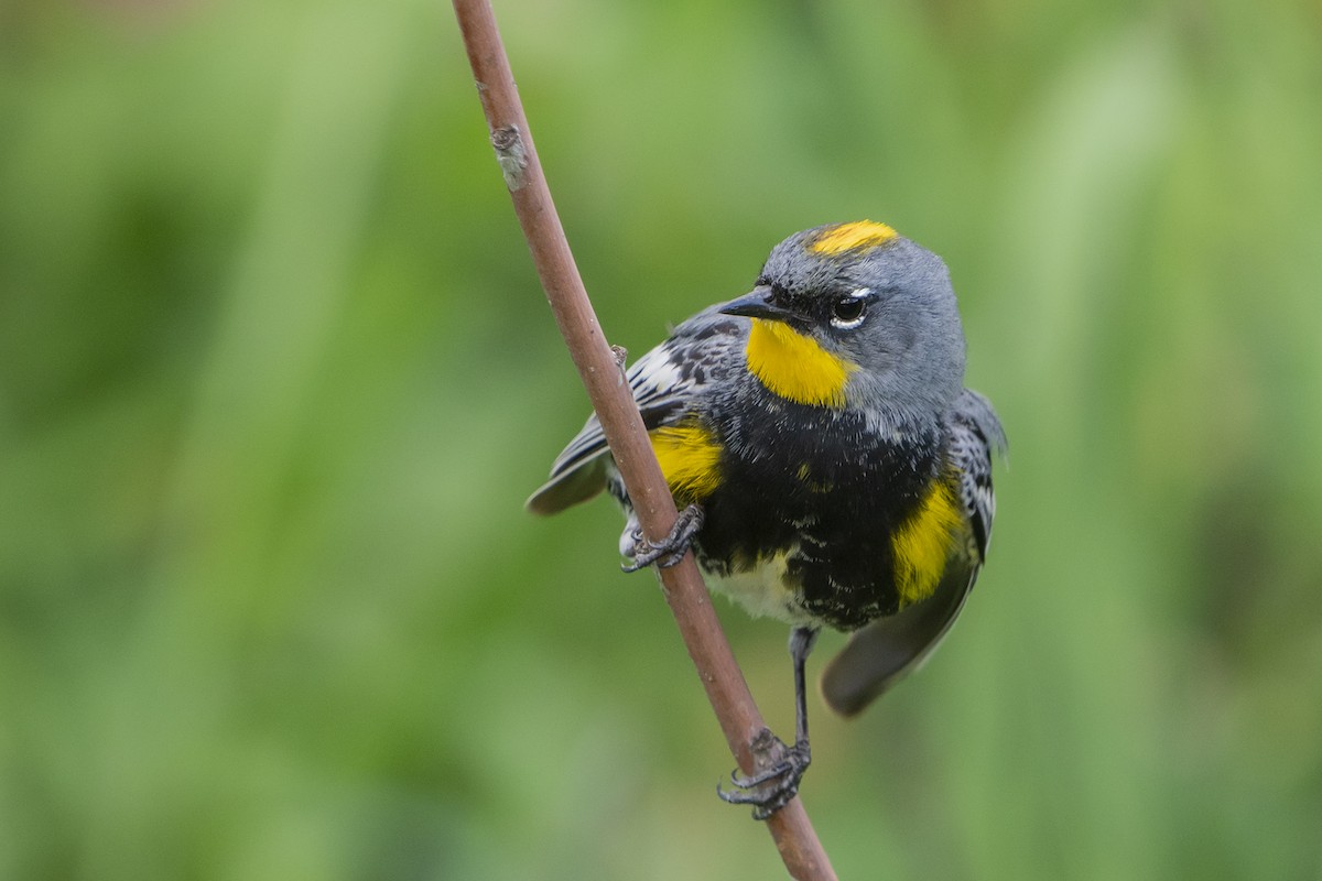 Yellow-rumped Warbler (Audubon's) - ML584815701