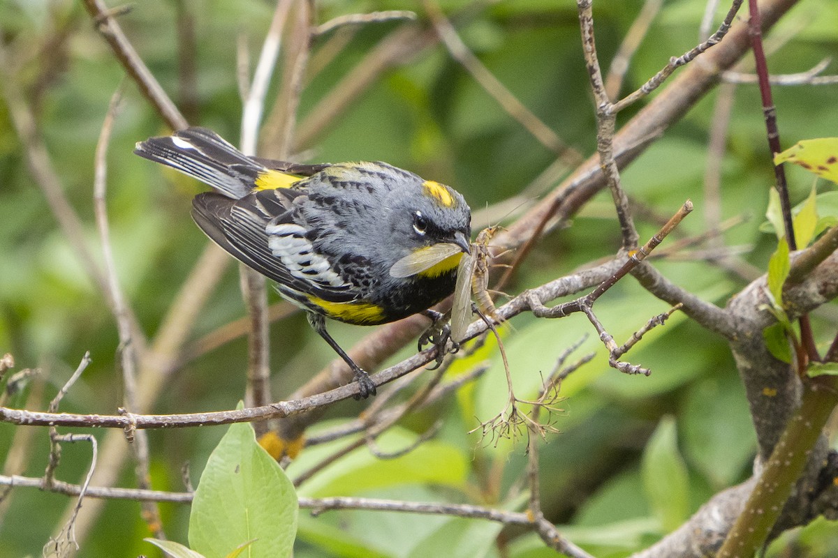 Yellow-rumped Warbler (Audubon's) - Joshua Covill