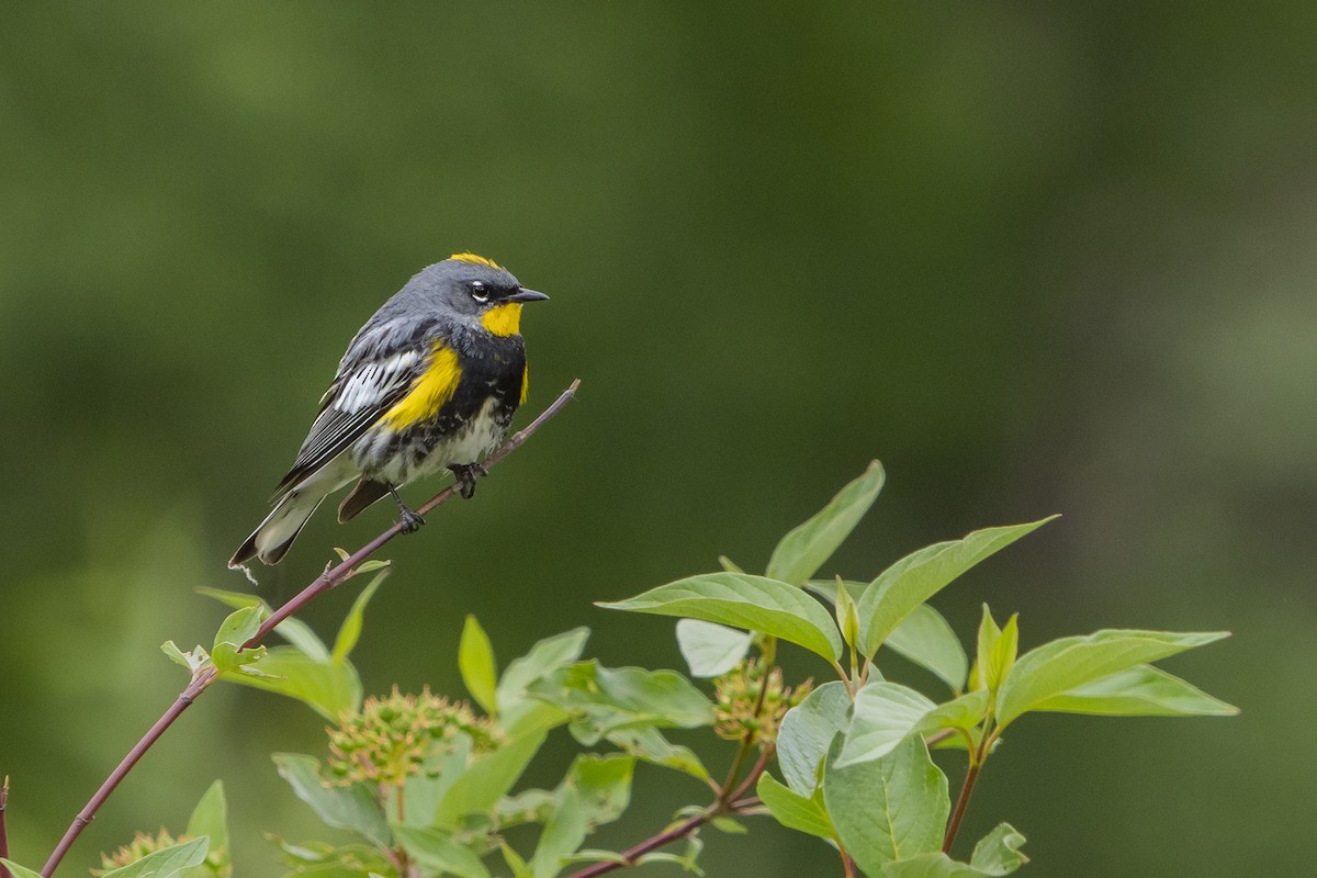 Yellow-rumped Warbler (Audubon's) - ML584815731