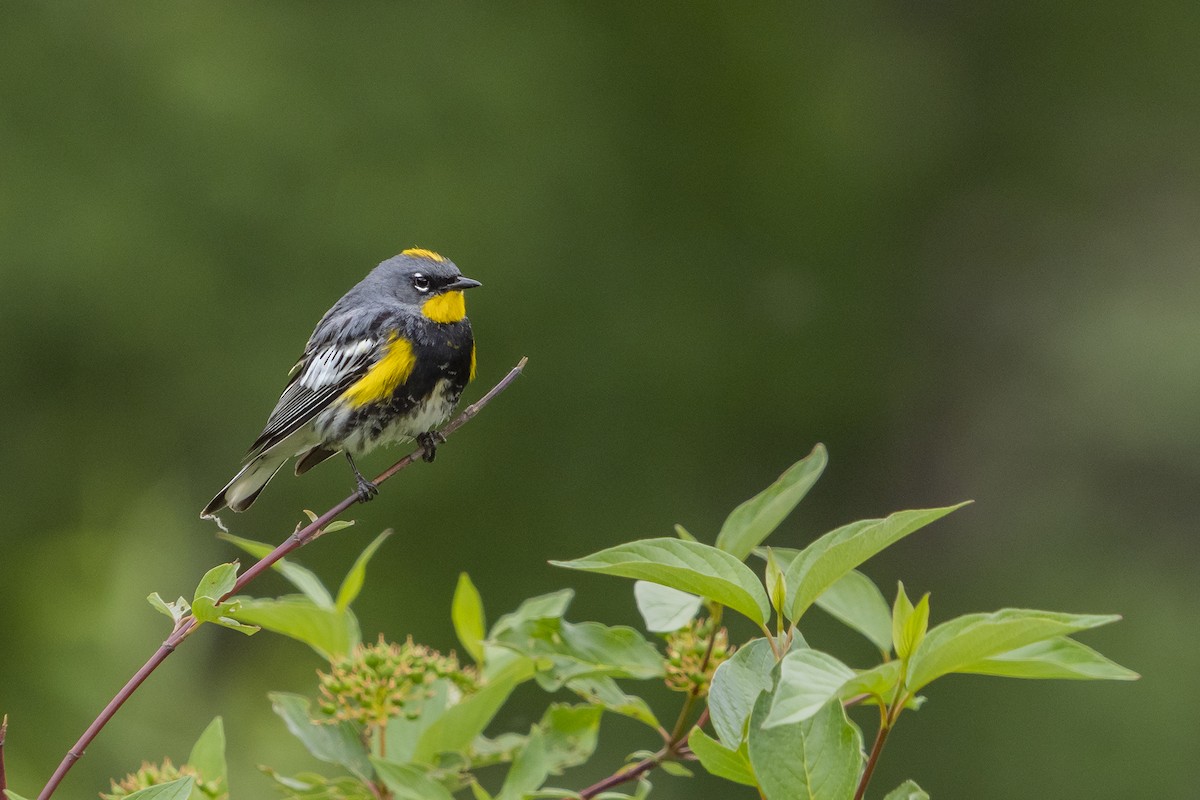 Yellow-rumped Warbler (Audubon's) - ML584815741