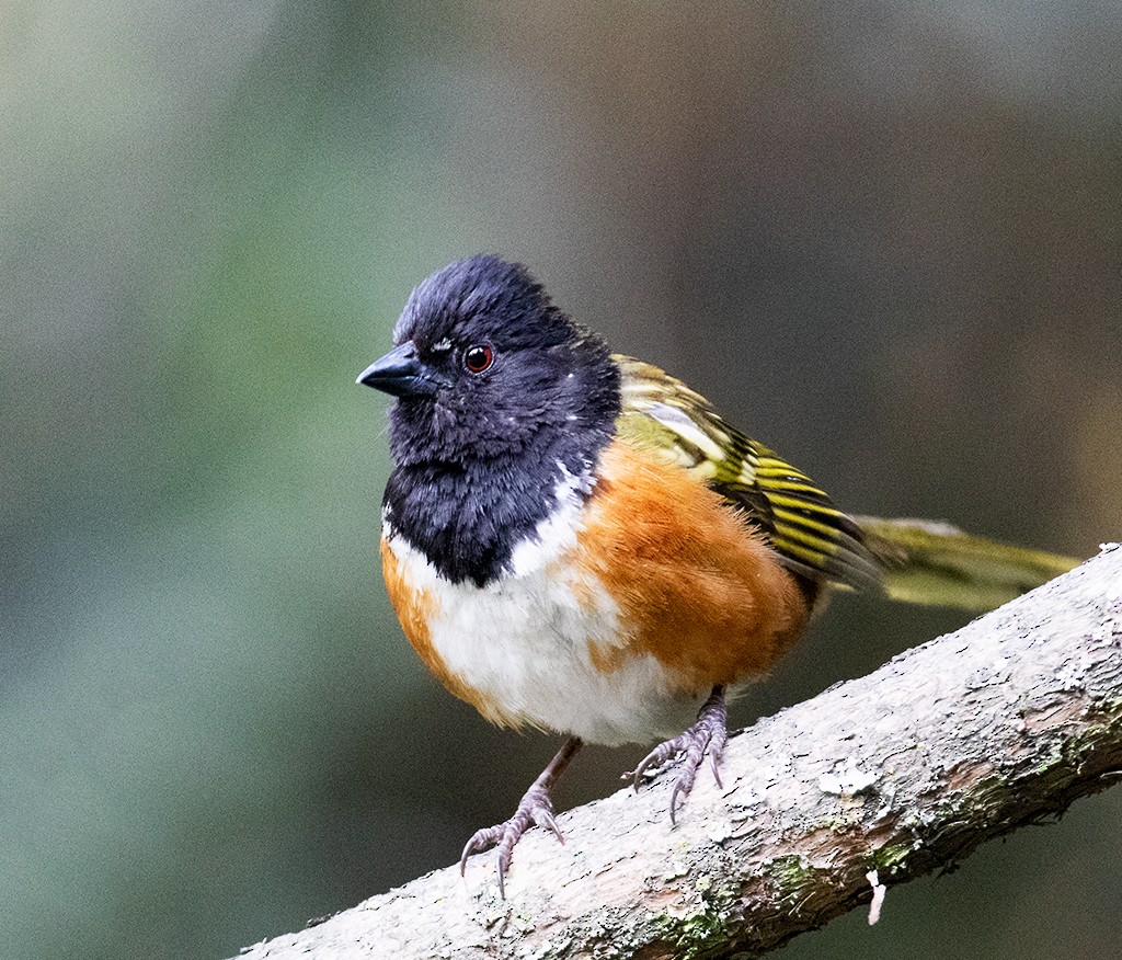 Spotted Towhee (Olive-backed) - ML584816881