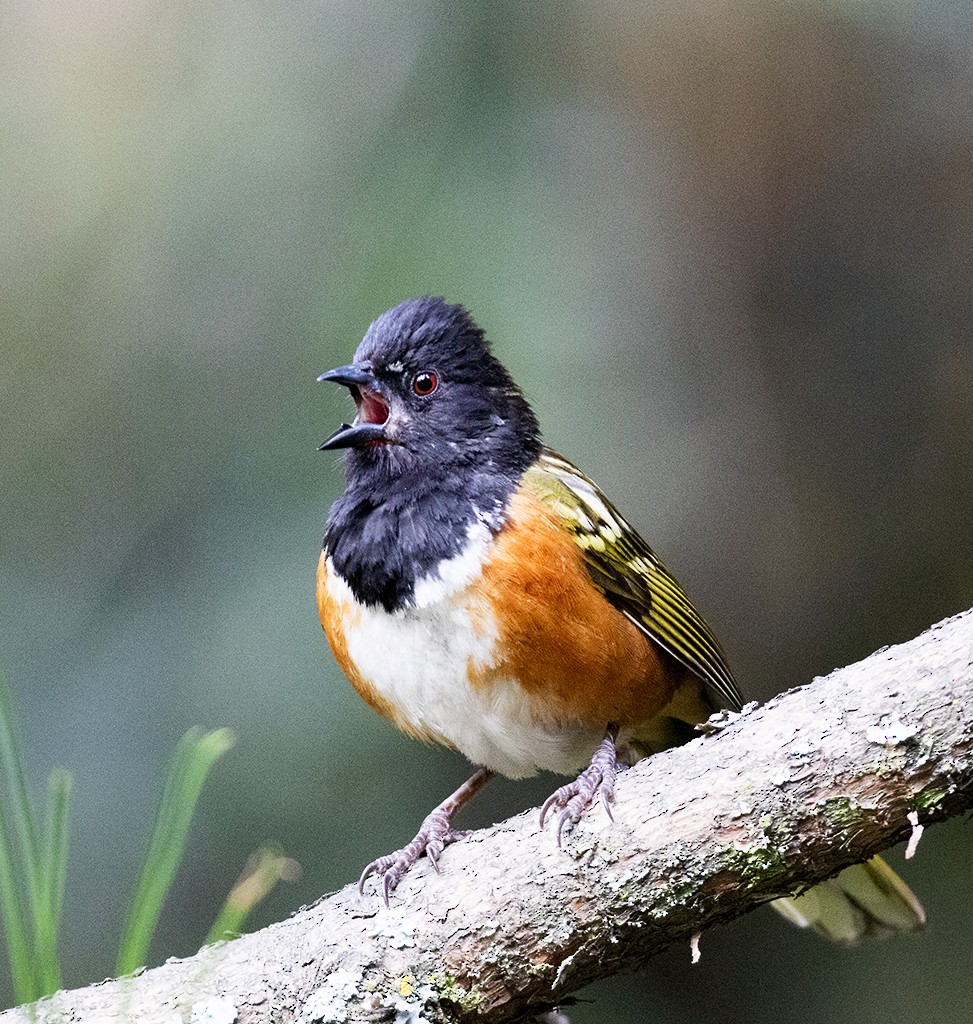 Spotted Towhee (Olive-backed) - ML584816891