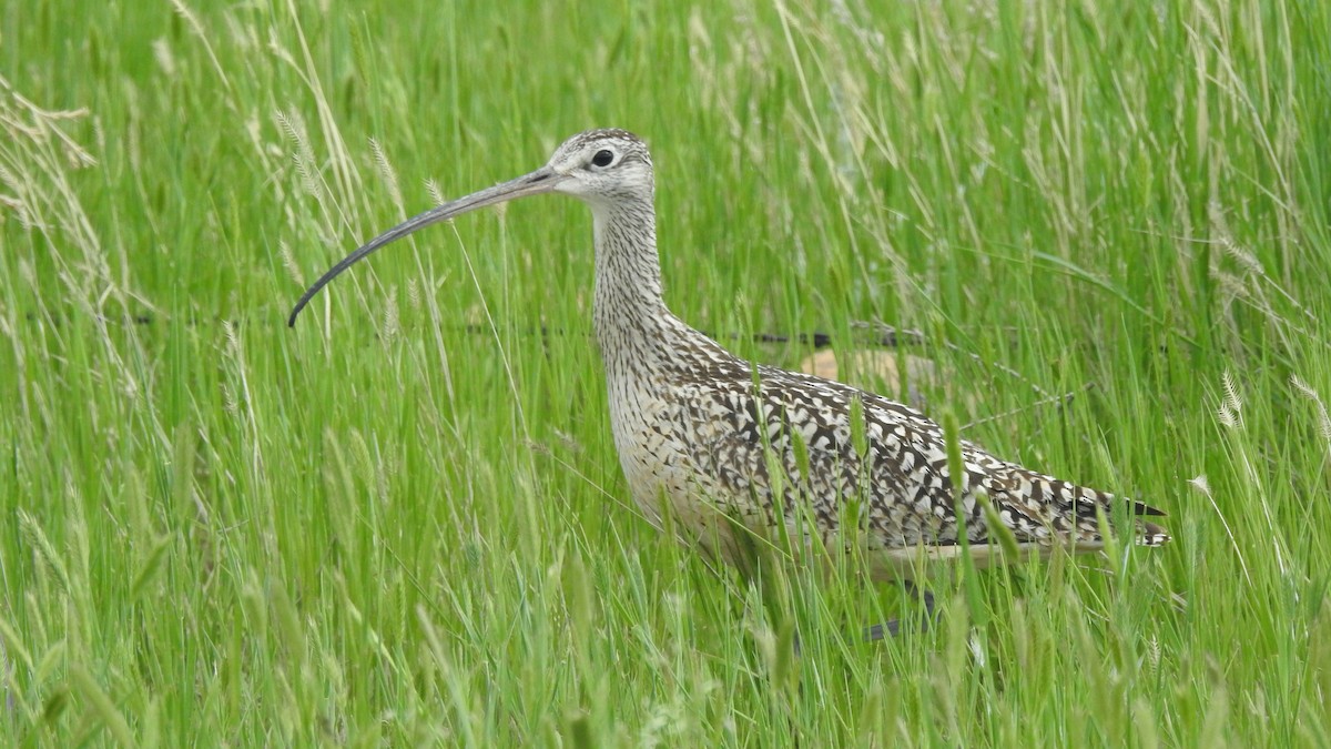 Long-billed Curlew - ML584817081