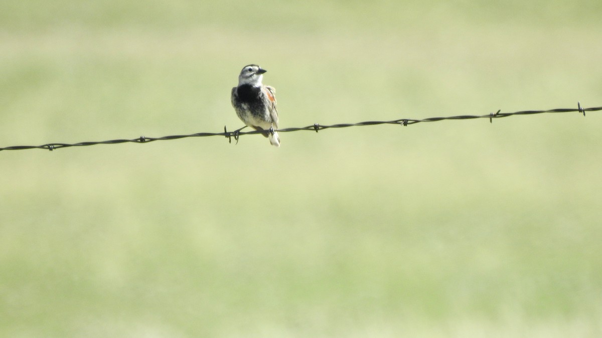 Thick-billed Longspur - ML584817101