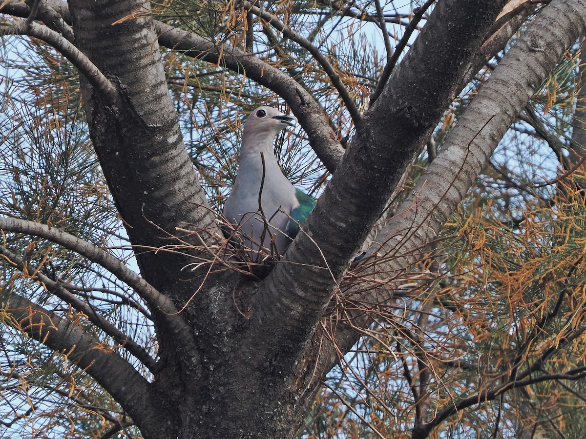 Green Imperial-Pigeon (Green) - ML584818041