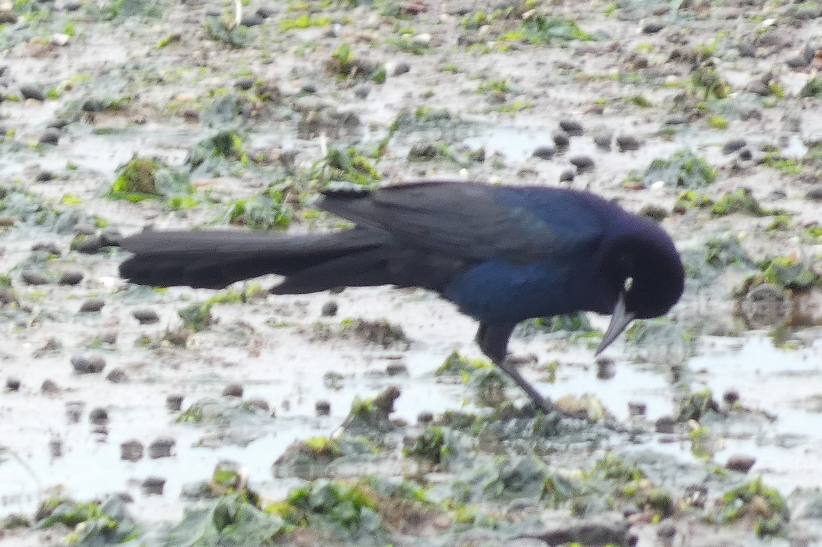 Boat-tailed Grackle - ML584818721