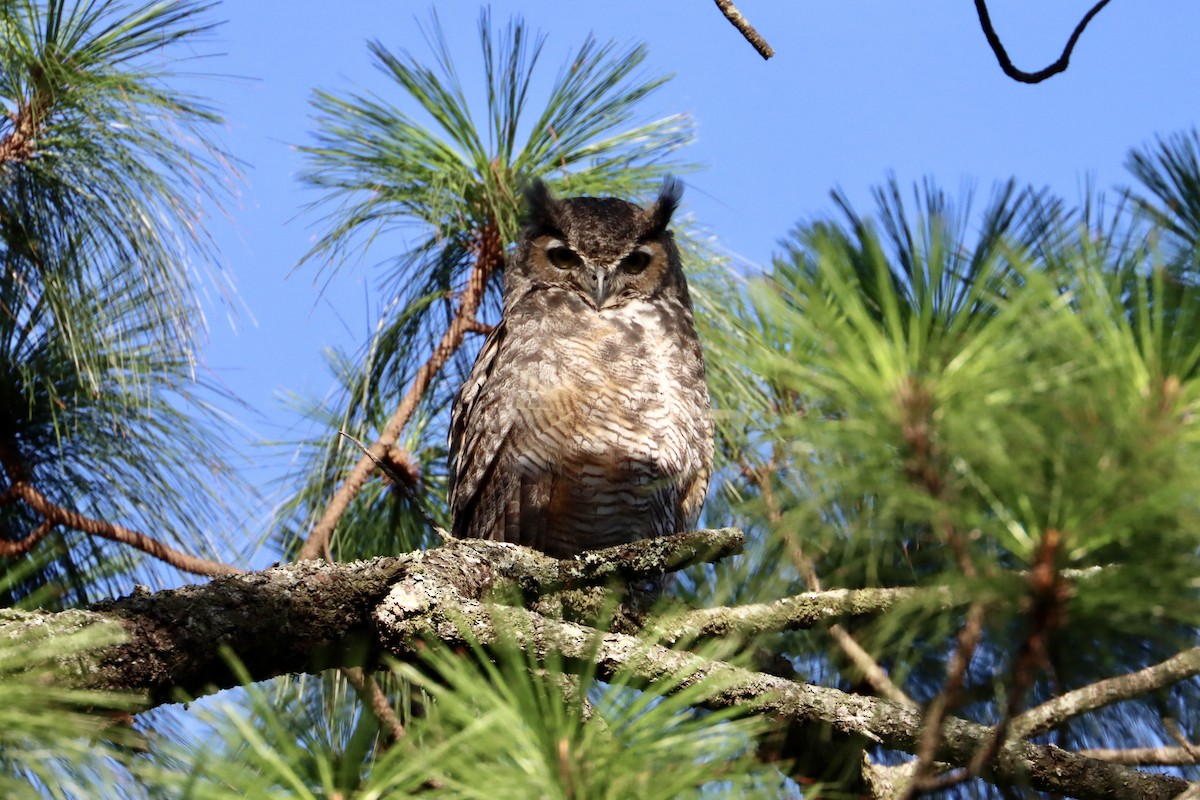 Great Horned Owl - ML584819071