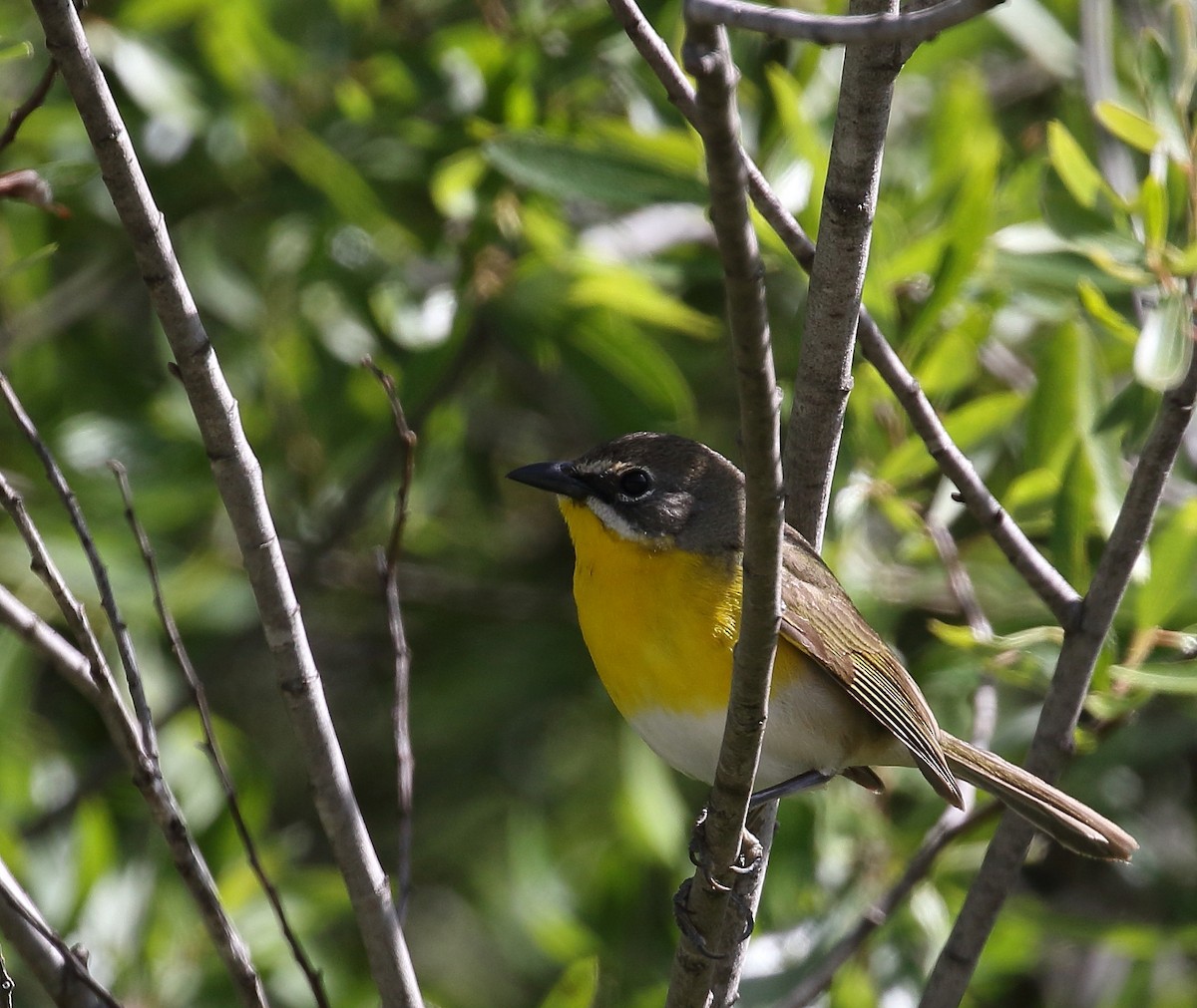 Yellow-breasted Chat - ML58482091