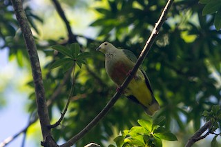  - White-capped Fruit-Dove