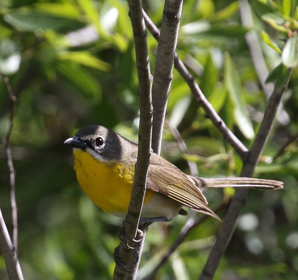 Yellow-breasted Chat - ML58482131