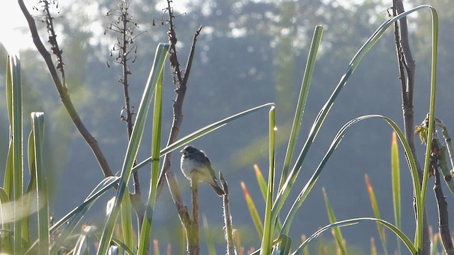 Double-collared Seedeater - ML584834421