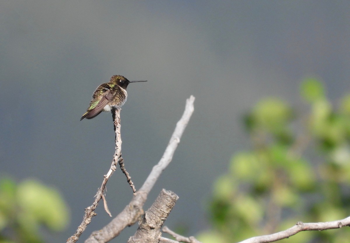 Black-chinned Hummingbird - ML584841801