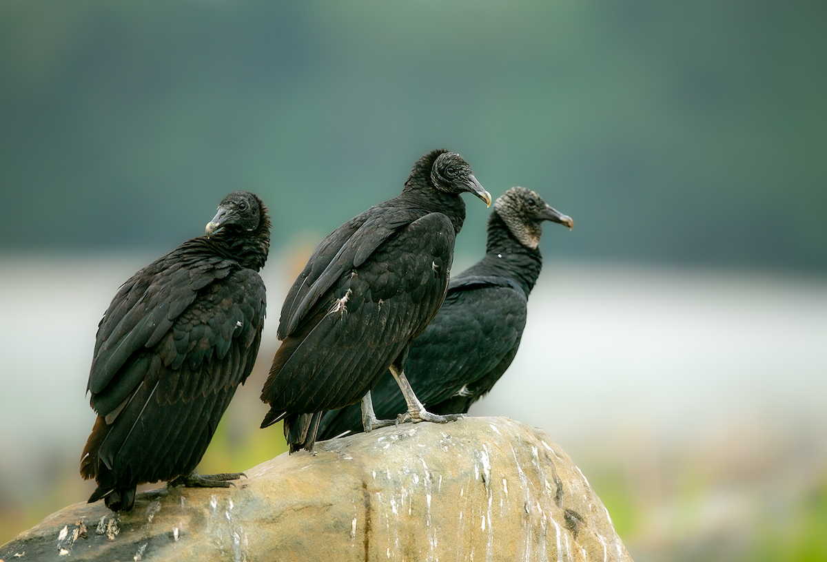 Black Vulture - walter mancilla huaman