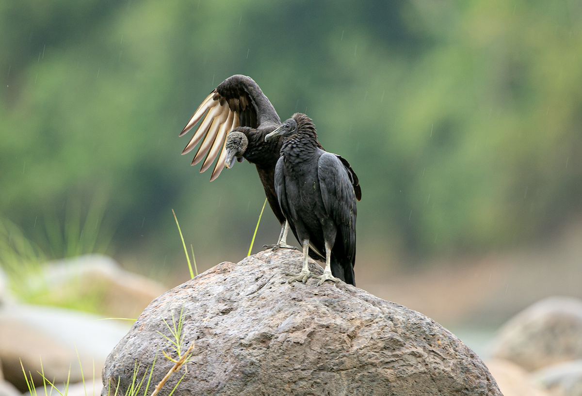 Black Vulture - walter mancilla huaman